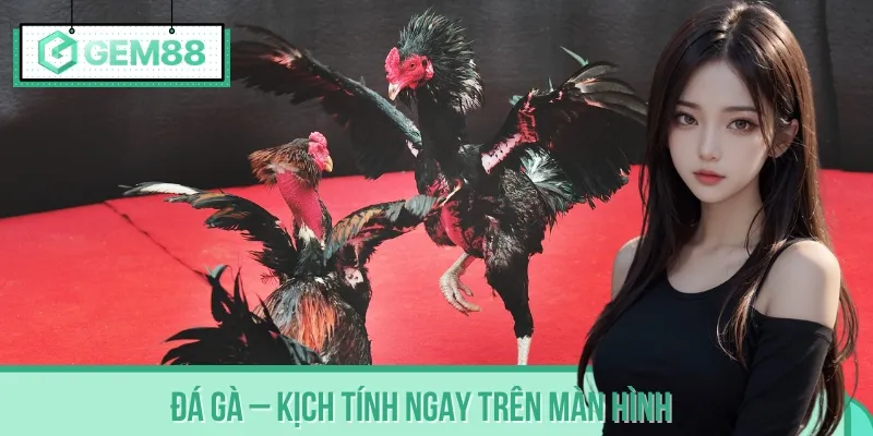Xem đá gà trực tiếp, đặt cược chiến kê yêu thích, thắng đậm dễ dàng